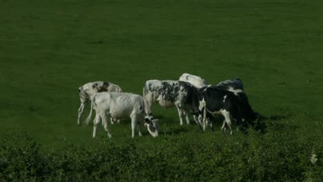 Un-Pequeño-Rebaño-De-Vacas-En-Un-Campo