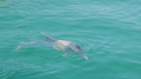 Wilder-Delfin-In-Der-Nähe-Von-Moreton-Bay