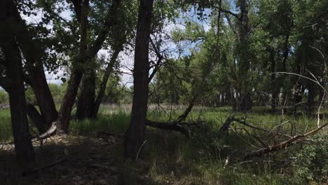 Truck-shot-across-a-fallen-tree-in-a-green-forest