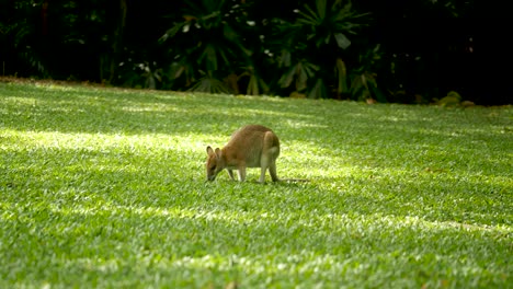 Wallabie-Frisst-Gras-Känguru-Frisst-Gras-Wallabie-Familie,-Känguru-Familie