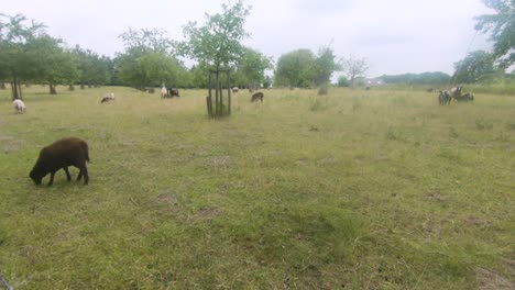 Several-sheeps-eating-some-grass-on-a-meadow-in-4K,-Zwaakse-Weel,-'s-Gravenpolder,-Zeeland,-Netherlands