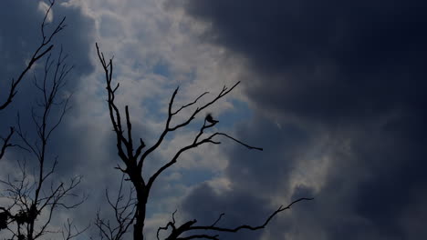 Silhouette-of-small-bird-flying-away-from-perch-on-leafless-branch