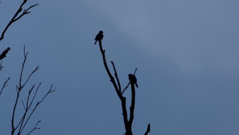 Silhouette-Von-2-Kleinen-Vögeln-Auf-Blattlosen-Zweigen