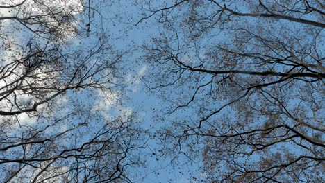Wandern-Mit-Bäumen-Ohne-Blätter-Im-Stadtpark-In-Der-Stadt-Bei-Tageslicht-Mit-Blauem-Himmel