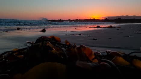 Very-low-dolly-shot-of-seaweed-on-beach-during-sunset-and-waves-coming-in-fast-at-San-Buenaventura-State-Beach-in-Ventura,-California,-USA