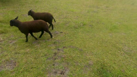 Zwei-Schafe,-Die-An-Der-Kamera-Auf-Einer-Graswiese-In-4k-Vorbeigehen,-Zwaakse-Weel,-&#39;s-gravenpolder,-Zeeland,-Niederlande