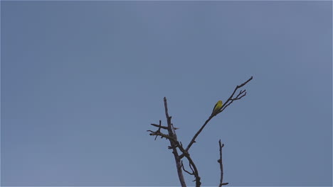 Yellow-oriole-on-a-leafless-tree-top,-swaying-in-the-breeze