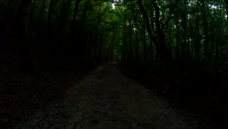 Dark-forest-path-filmed-in-4K-quality,-Groot-Valkenisse,-Zeeland,-Netherlands