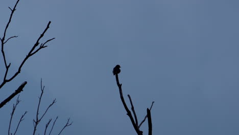Silhouette-Eines-Kleinen-Vogels,-Der-Auf-Einem-Blattlosen-Ast-Thront