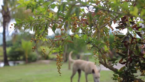 Dog-sniffing-for-food-behind-a-berry-tree