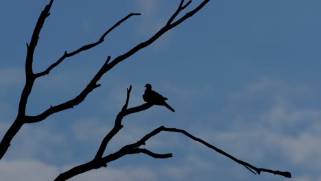 Silhouette-Eines-Kleinen-Vogels,-Der-Auf-Einem-Blattlosen-Ast-Thront