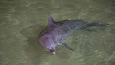 Delfines-Juguetones-En-La-Alimentación-Nocturna-En-El-Complejo-Tangalooma,-Isla-Moreton,-Brisbane,-Australia