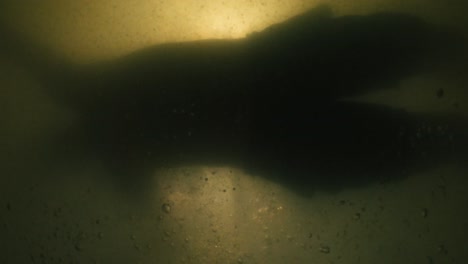 4K-silhouette-of-swimmer-swimming-underwater-in-slowmotion-while-passing-by-camera,-Oosterschelde,-Kruiningen,-Zeeland,-Netherlands