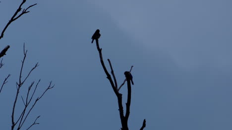 Silhouette-Von-2-Kleinen-Vögeln-Auf-Blattlosen-Zweigen