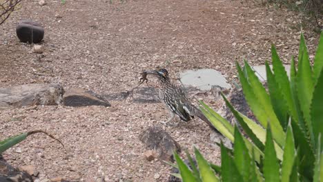 Roadrunner-with-lizard-in-mouth