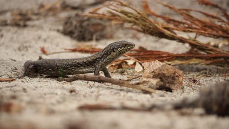 Large-skink-surrounded-by-crawling-termites-exit-right