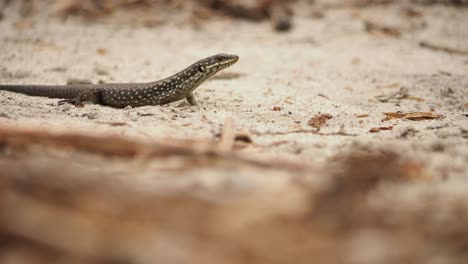 Two-skinks-surrounded-by-crawling-termites-on-sand