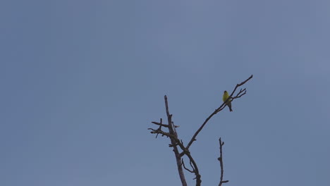 Yellow-oriole-on-a-leafless-tree-top,-swaying-in-the-breeze