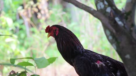 Rooster-under-a-tree-walking-away