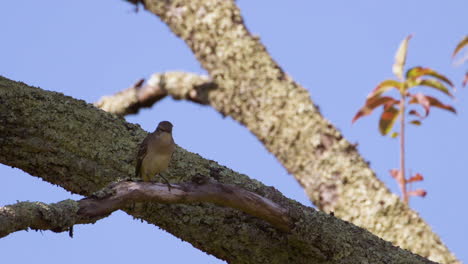 Northern-mockingbird-on-a-large-branch