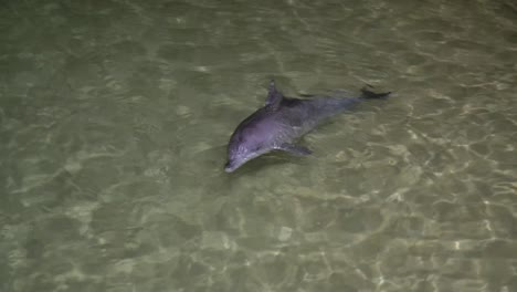 dolphins-playing-at-night-at-tangalooma-resort-moreton-island