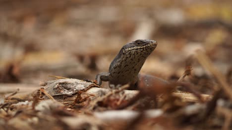 Skink-with-termites-crawling-on-it-looks-around-and-exits-shot