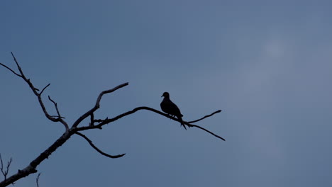 Silhouette-of-small-bird-perched-on-a-leafless-branch
