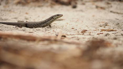 Spotted-lizard-surrounded-by-termites-escapes-into-background