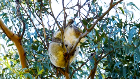 Koala-Salvaje-Colgando-De-Un-árbol,-Koala-Durmiendo-En-Un-árbol