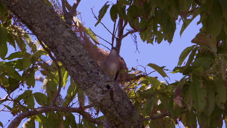 Northern-mockingbird-on-a-leafy-branch