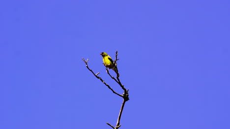 American-goldfinch-on-a-bare-treetop-in-the-distance