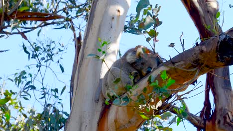 Koala-Salvaje-Colgando-De-Un-árbol,-Koala-Durmiendo-En-Un-árbol