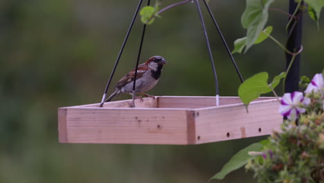 Small-bird-eating-on-a-tray-style-feeder-in-Maine