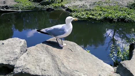 Seagull-chilling-and-looking-at-his-surroundings-on-a-grey-rock,-Full-HD