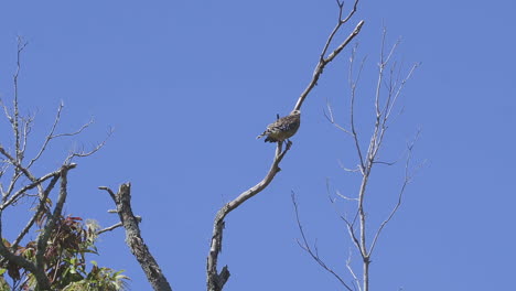 2-Hawks,-briefly-sharing-a-tree-top