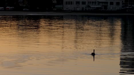 Cisne-Nadando-En-El-Agua-Amanecer-Muelle-De-St-Kilda-Pájaros-Marinos-Nadando-Amanecer-Cerca-Del-Muelle-Puerto-De-Amanecer