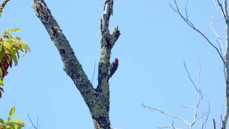Pájaro-Carpintero-De-Vientre-Rojo-En-Un-Tronco-De-árbol-Y-Ramas