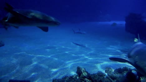 Several-human-sharks-closely-passing-by-camera-underwater,-Full-HD