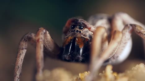 Large-wolf-spider-carefully-wipes-and-cleans-her-eyes