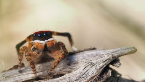 Peacock-spider-male-pumping-pedipalps