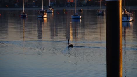 Cisne-Nadando-En-El-Agua-Amanecer-Muelle-De-St-Kilda-Pájaros-Marinos-Nadando-Amanecer-Cerca-Del-Muelle-Puerto-De-Amanecer