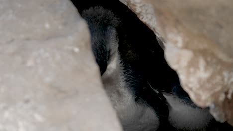 Nahaufnahme-Eines-Kleinen-Pinguins,-Der-Sich-Unter-Einer-Felswand-In-St.,-Kilda-Pier,-Melbourne,-Australien,-Versteckt-Kleinster-Pinguin-Im-Natürlichen-Lebensraum