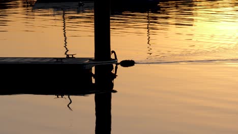 swan-swimming-on-water-sunrise-St-Kilda-Pier-sea-birds-swimming-sunrise-near-pier-sunrise-habour