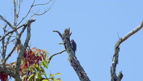 Red-bellied-woodpecker-on-a-tree-trunk-and-branches