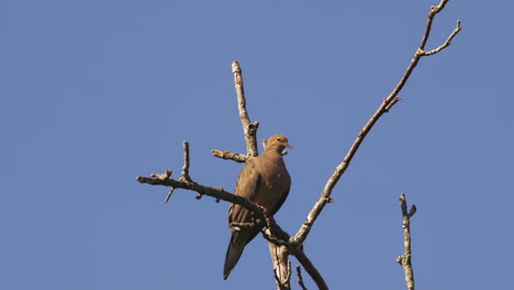 Beige-colored-mourning-dove-on-a-bare-and-leafless-treetop