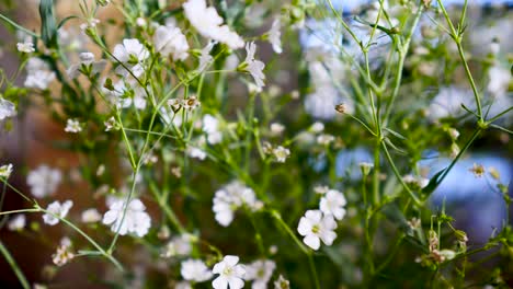 Gypsophila-Monarch-White,-Botanische-Weiße-Blumenausstellung-Auf-Blumenvase-Im-Wohnzimmer-Nahaufnahme-Der-Weißen-Blume-Im-Haus