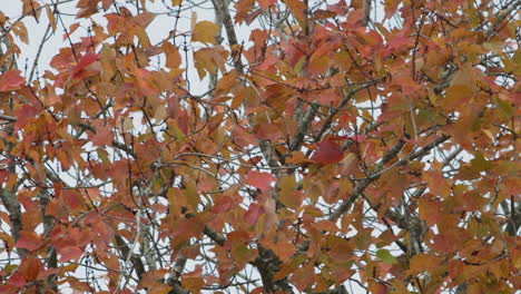Orange-Und-Grüne-Herbstblätter-Beginnen-Sich-Zu-Verfärben