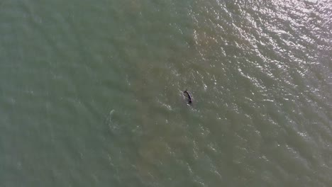 Aerial-view-of-dolphins-surfacing-for-air