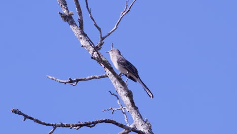 Northern-mockingbird,-perched-on-a-leafless-branch