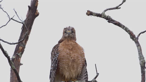 Close-view-of-a-red-shouldered-hawk-perched-on-a-barren-branch-in-late-autumn-with-bright-grey-sky-and-light-drizzling-rain